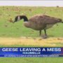 Watch out for goose poop
